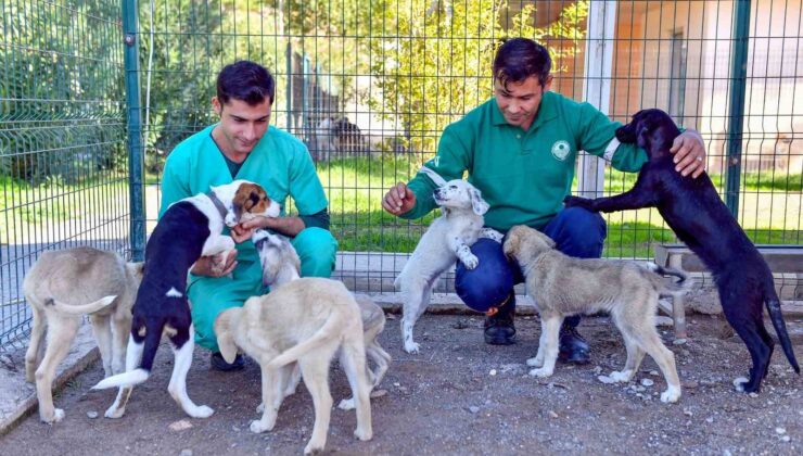 Bozyazı Bakımevi, sahipsiz hayvanları güvenli yeri oldu