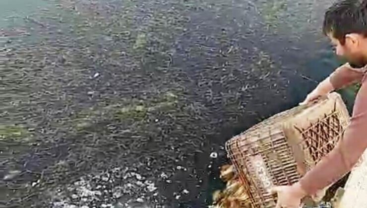 Eğirdir Gölü’nden kaçak yollarla avlanan 160 kilogram kerevit göle bırakıldı