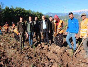 Kumluca’ya 50 dönümlük alanda ikinci bal ormanı