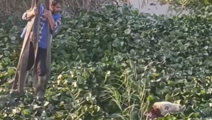 Vincin kancasına taktığı halatla nehre düşen tosunu kurtarmaya çalıştı, o anlar kamerada