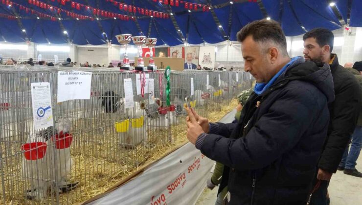 7. Ulusal Kümes Hayvanları Gösterisi’nde bin 500’ün üzerinde süs tavuğu ve kanatlı hayvan görücüye çıktı