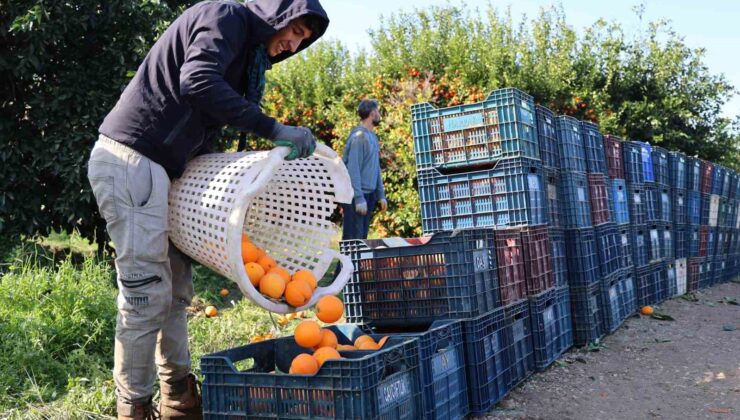 Adana’da budama işçilerine günlük 750 lira yevmiye