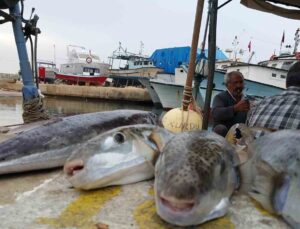 Balon balığı yiyip yoğun bakıma kaldırılan şahıs da taburcu oldu