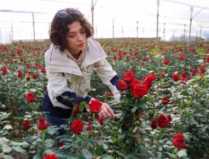 Gül, rekolte ve fiyatıyla üreticileri memnun ediyor