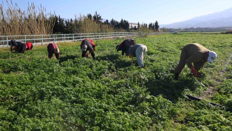 İnsanlar zehirlenmesin diye işçiler günlerce mesai yapıyor