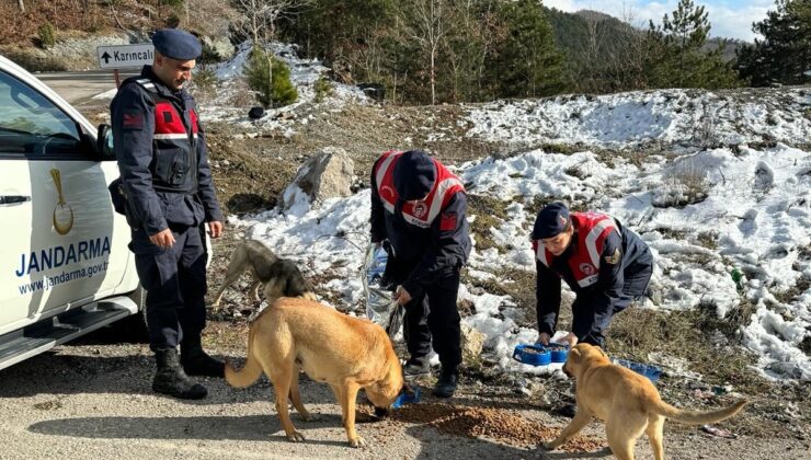 Jandarma, zorlu kış şartlarında sokak hayvanlarını unutmadı