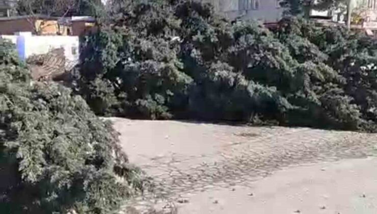 Kahramanmaraş’ta şiddetli rüzgar ağaçları kökünden söktü