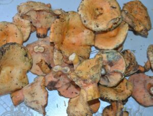 Kalabak mantarı 125 liradan satışı sunuldu