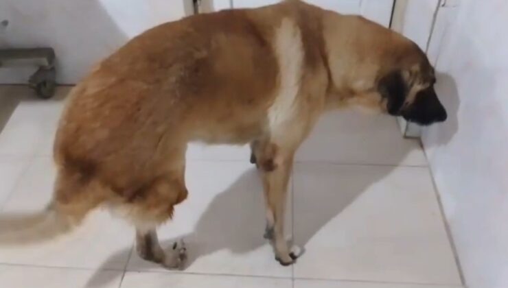 Kamyonetin çarptığı köpek yaralı kurtuldu: O anlar kamerada