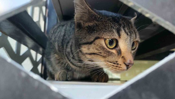 Mamaya ulaşmaya çalışırken klima üniteleri arasında mahsur kalan kedi kurtarıldı