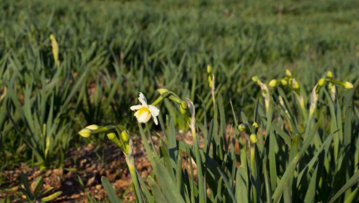 Mersin’de atıl araziler tarıma kazandırılıyor