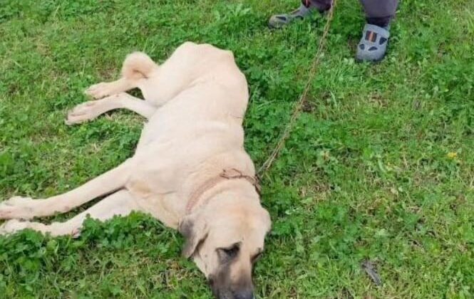 Otomobilin çarpıp kaçtığı köpek tedavi altına alındı