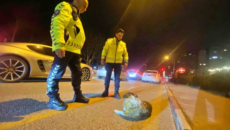 Polisin içleri ısıtan sokak köpeği nöbeti