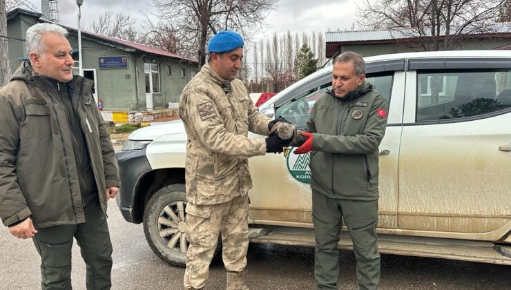 Yaralı atmacaya jandarma ekipleri sahip çıktı