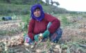 Amik Ovası’nda sıcak havada zorlu hasat: Soğan tarlada 17 TL’den alıcı buluyor