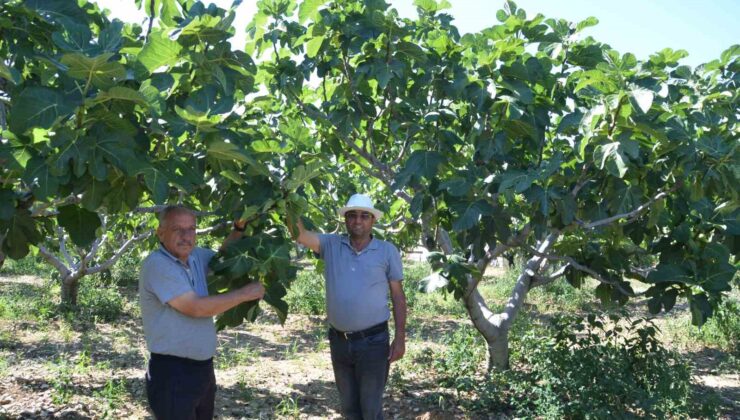800 rakımlı mahallede yaş incir rekoltesi üreticinin yüzünü güldürecek