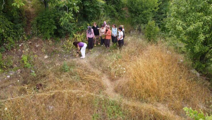 Adana’da köylülerin şifalı ot “kantaron” hasadı başladı