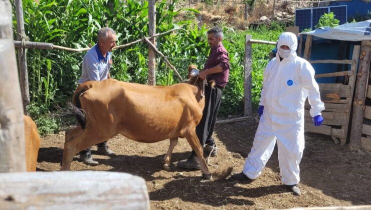 Adana’da şarbon hastalığı tespit edildi