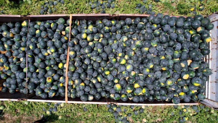 Adana’nın çekirdeksiz karpuzu Avrupa sofralarını süslüyor