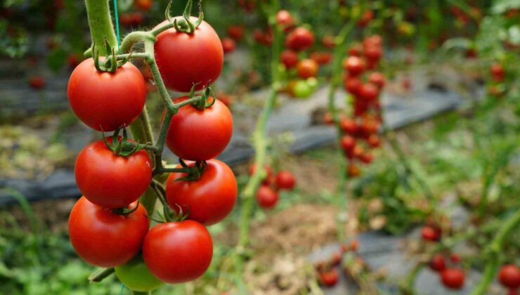 Aksu’da 2023 yılı şampiyonu yine domates