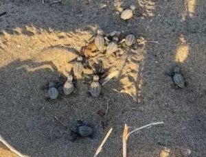 Alanya’da ilk yavru caretta carettalar denizle buluştu