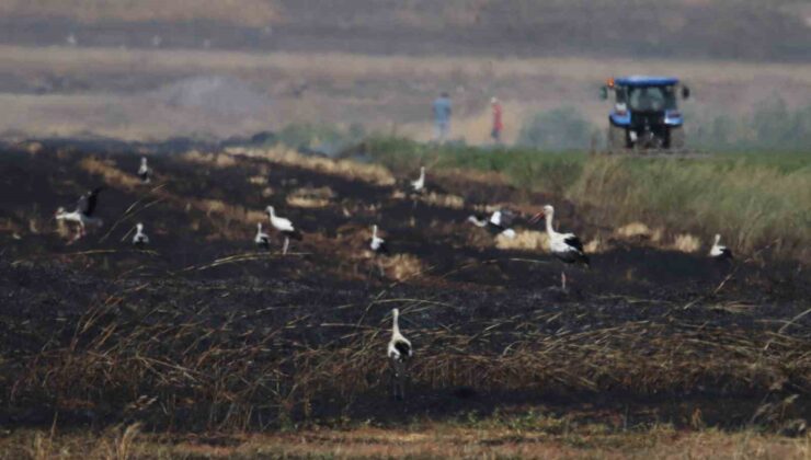 Anız yangını ile zarar gören tarlada leylek sürüleri ilginç bir görüntü oluşturdu