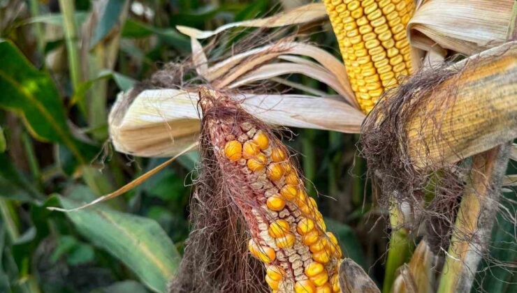 Başkan Doğan: “Çiftçiler, mısırda kilogram başına 10 TL olarak müdahale alım fiyatı bekliyor”