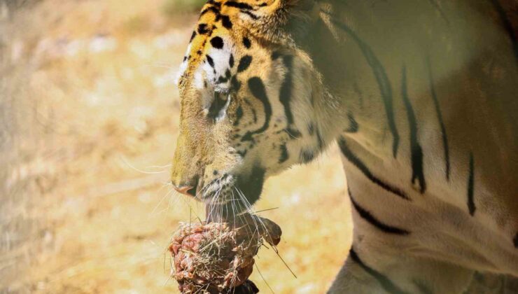 Bengal kaplanları için etten pasta yapıldı
