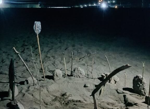 Caretta carettalar Gazipaşa sahiline yumurtalarını bıraktı