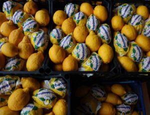 Çiğli havada hasat edilip depoya konan limonlar çürüdü