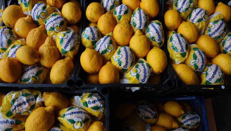 Çiğli havada hasat edilip depoya konan limonlar çürüdü