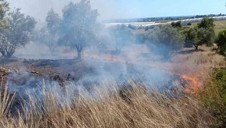 Çöplerden çıkan yangın, zeytin ağaçlarına zarar verdi