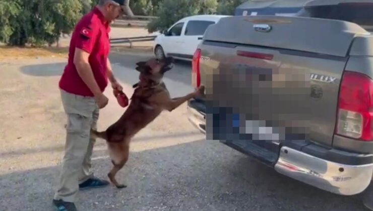 Dedektör köpeği ’Oscar’ 52 kilo 300 gram skunk buldu
