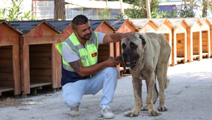 Deprem bölgesinde sokak hayvanları unutulmuyor