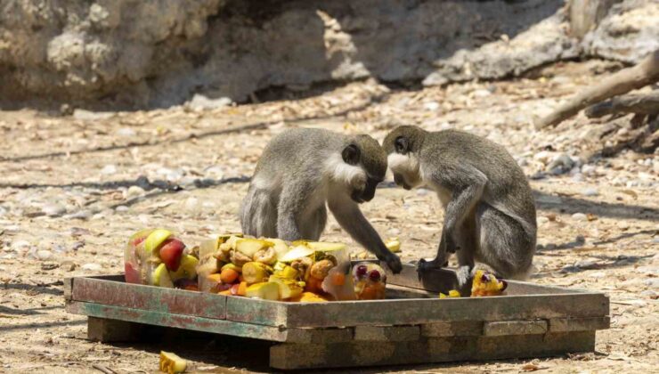 Doğa Parkı’ndaki hayvanlar buzlu meyve ile serinletiliyor