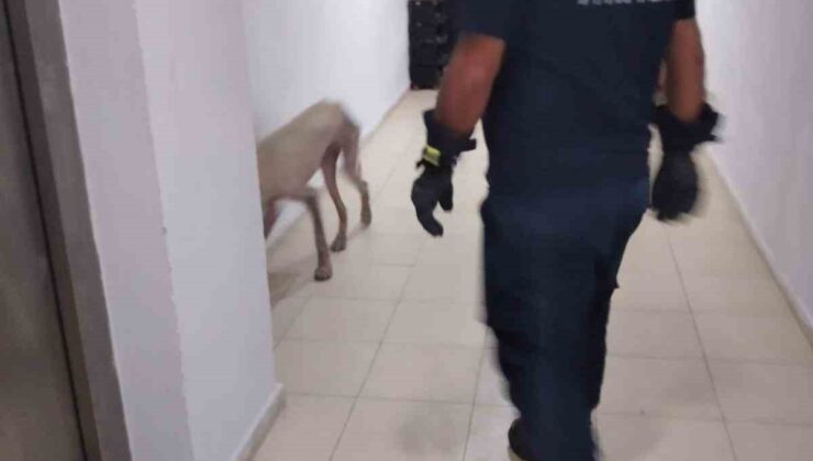 Hassa’da apartmanda mahsur kalan köpek kurtarıldı