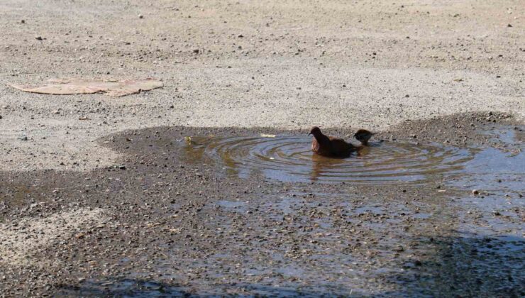 Hem kendini hem kuşları serinletiyor