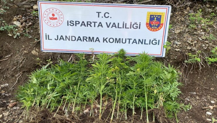 Isparta’da yasa dışı kenevir ekimi yapan 1 şahsa adli işlem başlatıldı