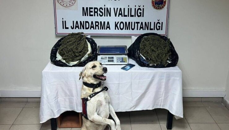 Jandarma 3 adrese baskın yaptı, 14 kilo esrar ele geçirdi