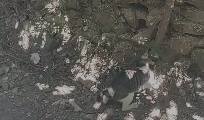 ’Kahraman’ kedinin eve girmeye çalışan yılanla mücadelesi kamerada