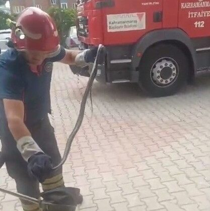 Kahramanmaraş’ta yılan paniği