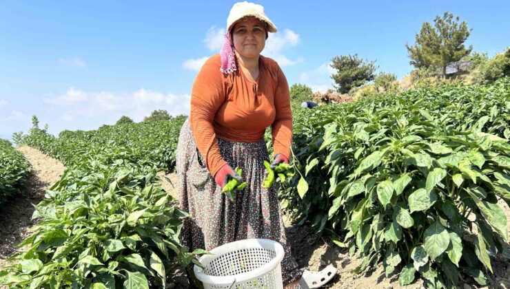 Kavurucu sıcakta en acı hasat