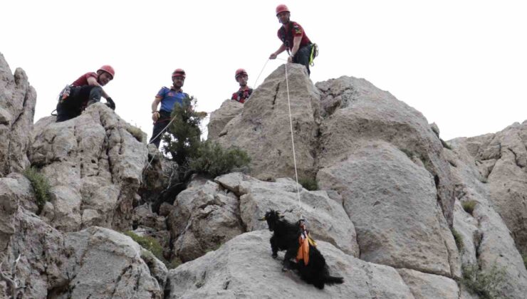 Kayalık alanda mahsur kalan 6 keçi ekiplerce kurtarıldı