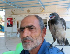 Kedilerin saldırısından kurtarılan yavru kargaya çocuğu gibi bakıyor