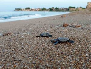Manavgat’ta caretta caretta koruma çalışmaları sürüyor