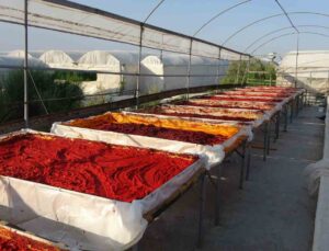 Mersin’de biber salçası üretimi başladı