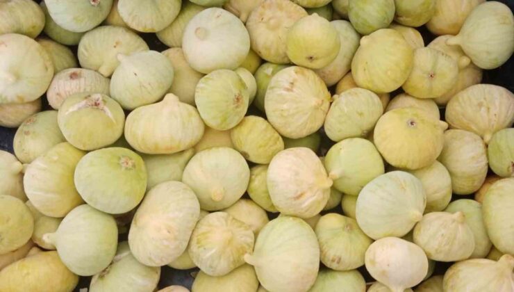 Mersin’de incir hasadı başladı
