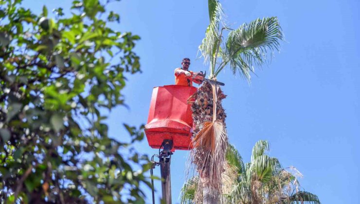 Mersin’de palmiye ağaçları budanıyor