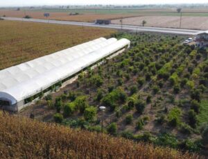 Oto yedek parça satıcısı tropikal meyve üreticisi oldu, siparişlere yetişemiyor