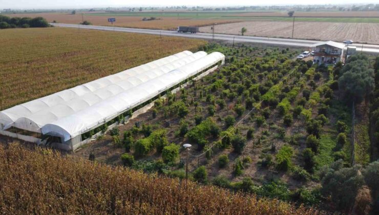 Oto yedek parça satıcısı tropikal meyve üreticisi oldu, siparişlere yetişemiyor